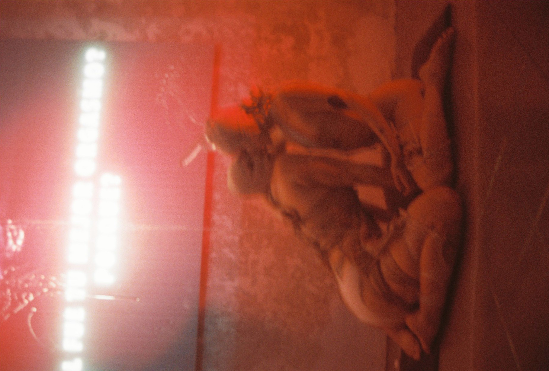 Emiliana Rat Exhibition