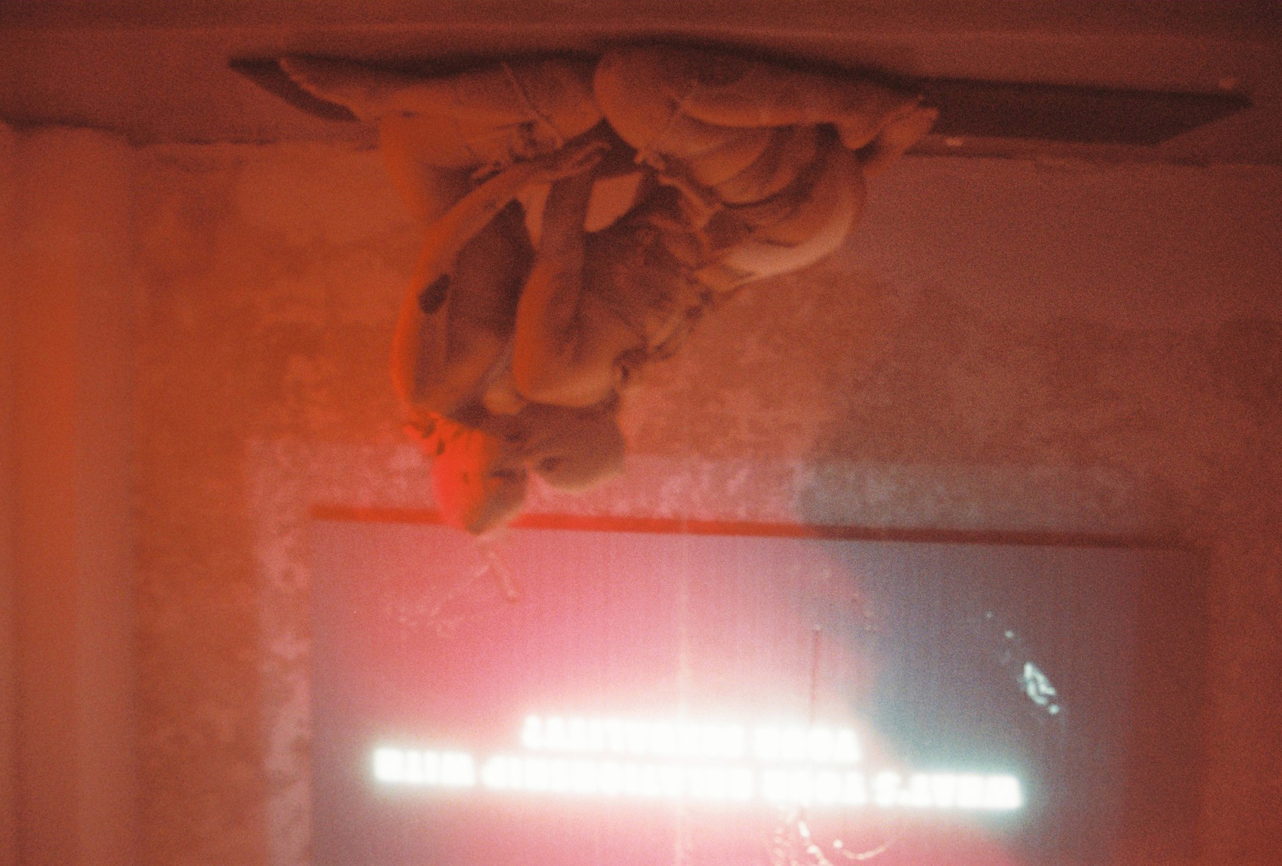Emiliana Rat Exhibition